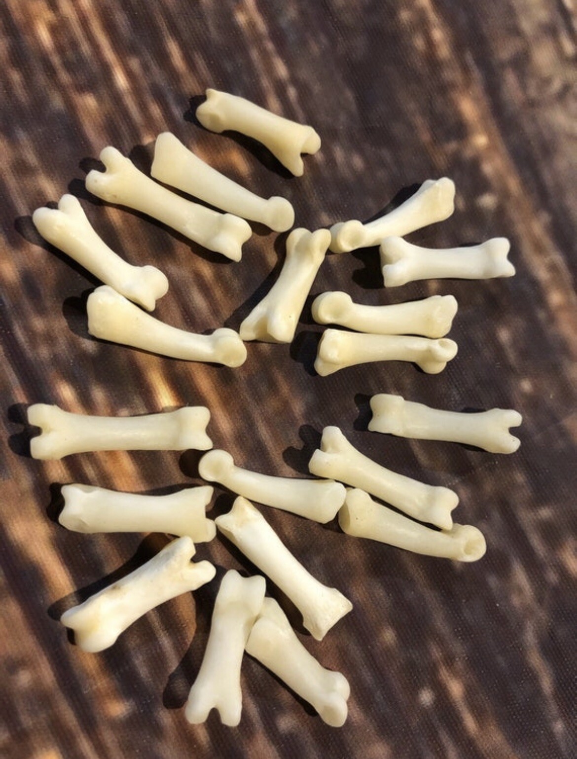 20 Real Coyote TOES BONE MOUNTAIN MAN CRAFT SUPPLY JEWELRY EARRING GOTHIC CLAWS