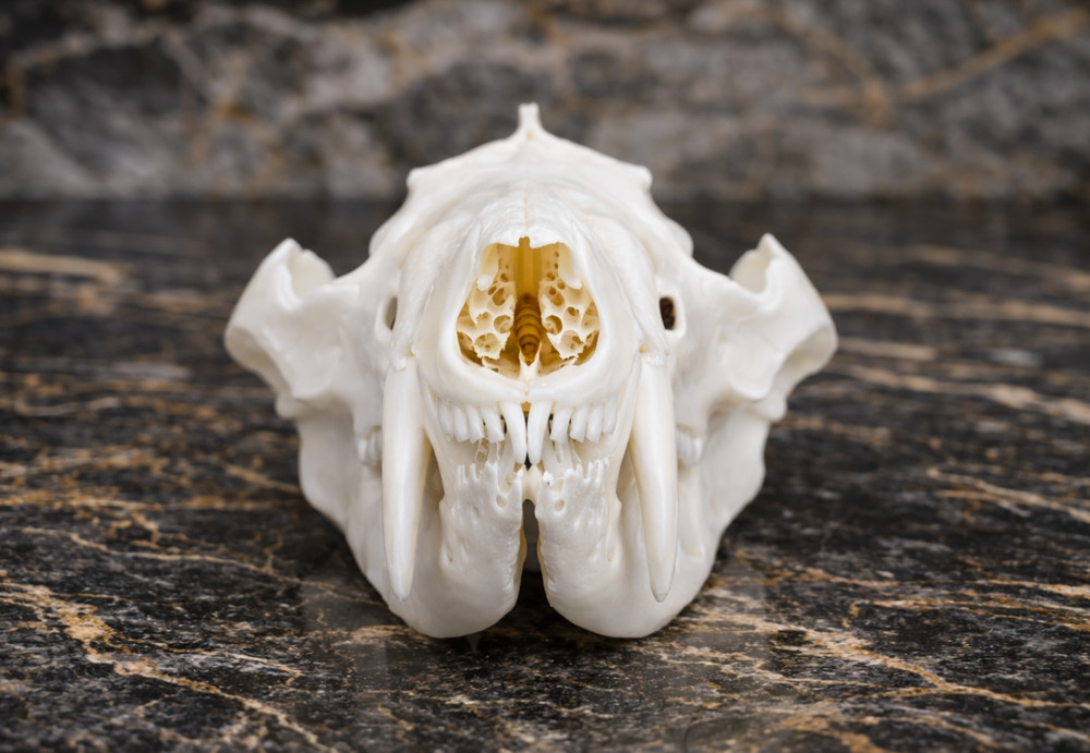 Life-Size Opossum Skull Replica - Anatomical Model