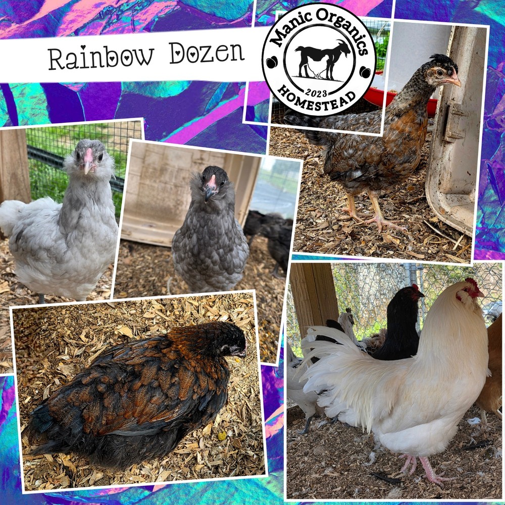 Easter Egger/ Rainbow Hatching Eggs - 12 Eggs