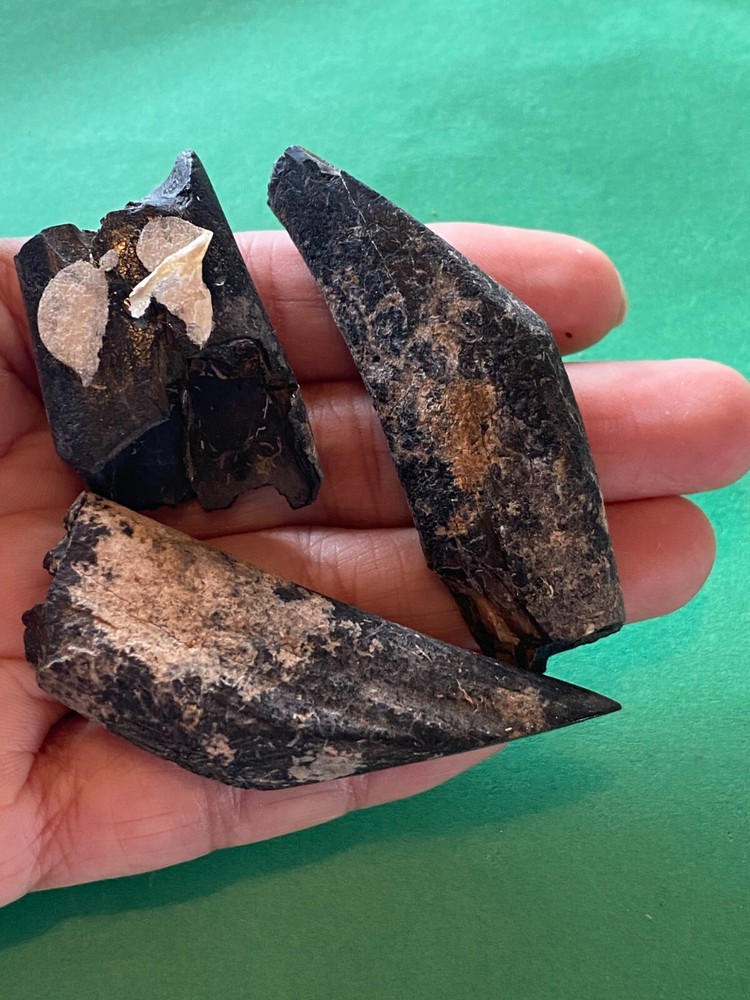 Paramylodon harlani ? ground sloth teeth from Pleistocene Florida