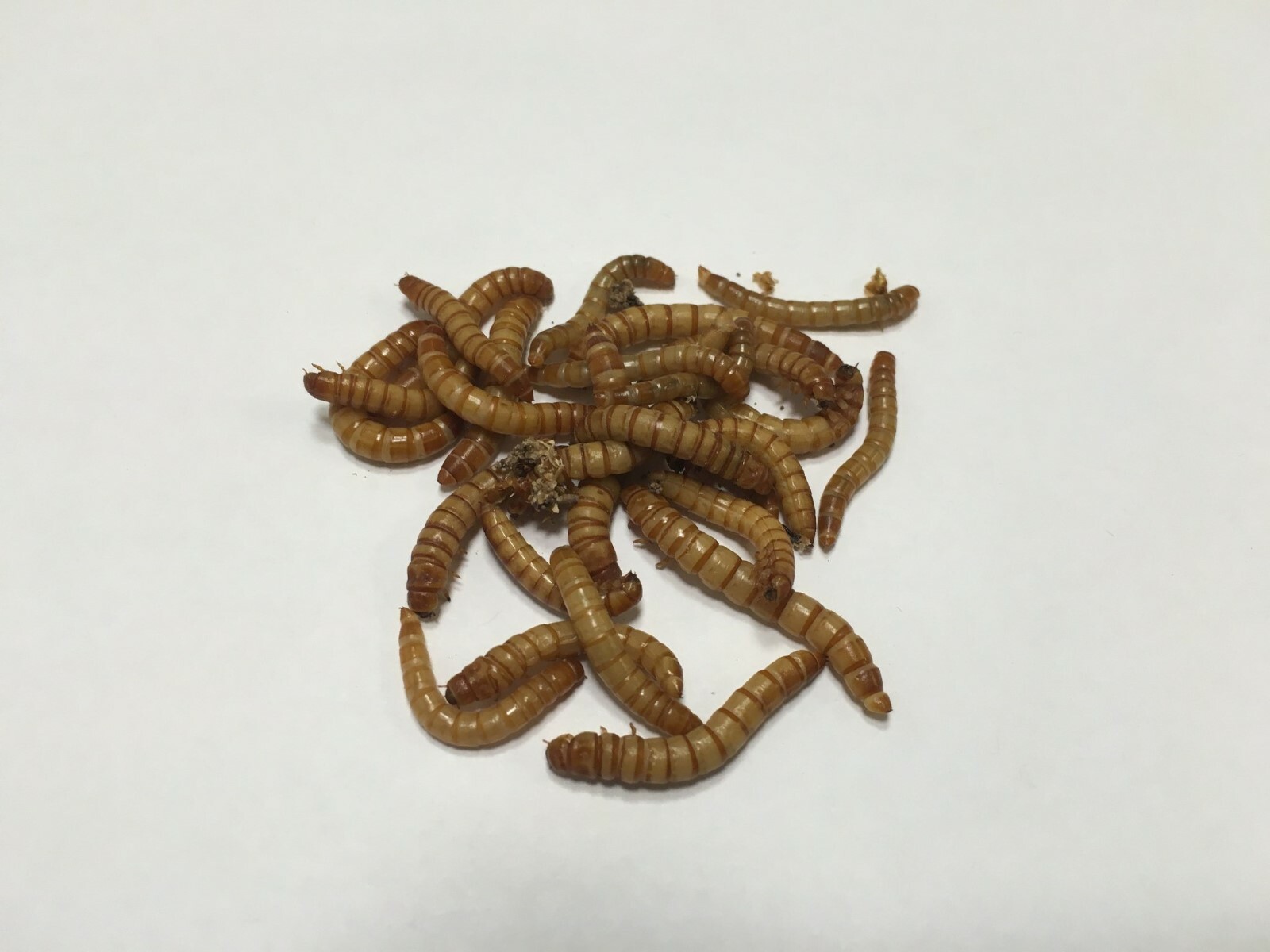 Live Mealworms (1000 -10,000 All Sizes) -- Free USPS Priority Mail Shipping