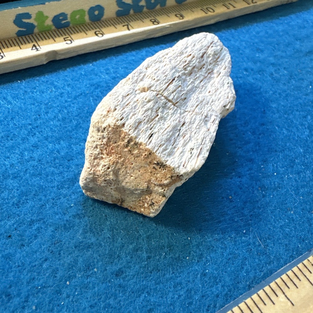 Spinosaurus Extinct Dinosaur Bone Fossil in Display Case