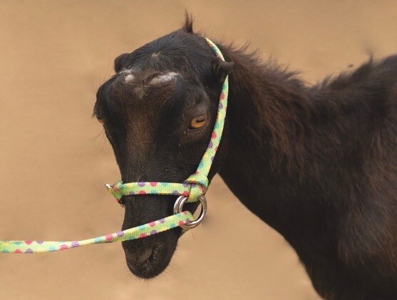 Halter All MEDIUM Dairy Beef Cow, Ave Steer Breaking Show Adjustable PATTERN USA