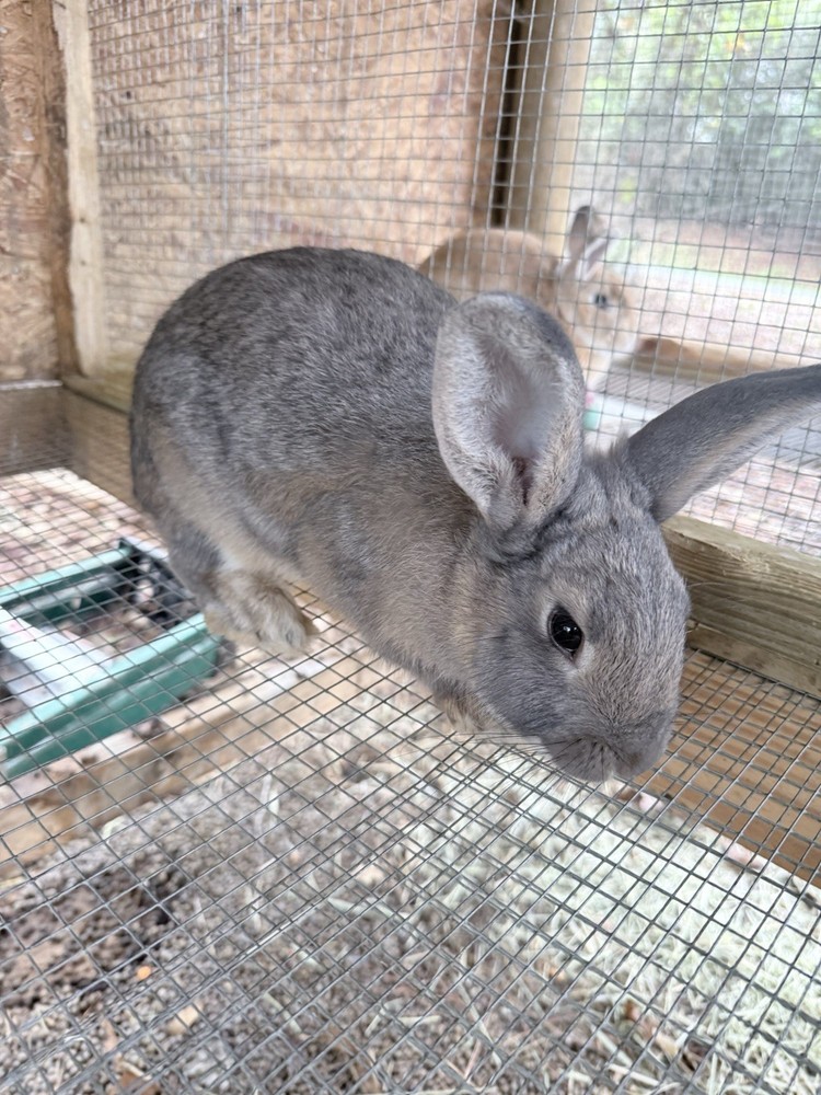 🐇 BUNNIES FOR SALE🐇