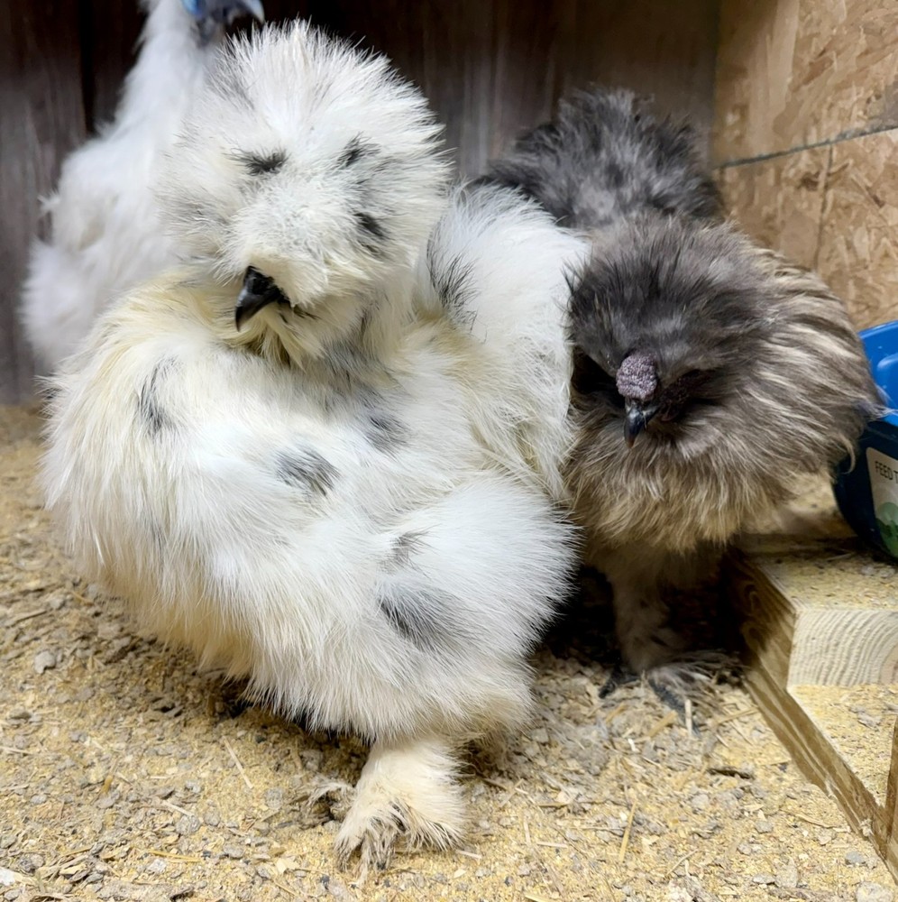 PURE Silkie Hatching Eggs (6)