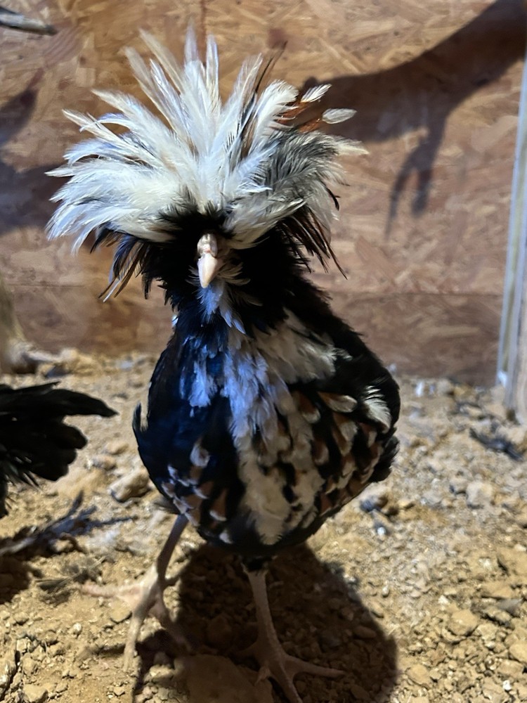 Fertile Polish Hatching Eggs +6