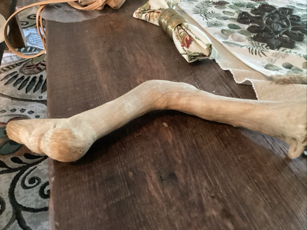 Mammoth Bone