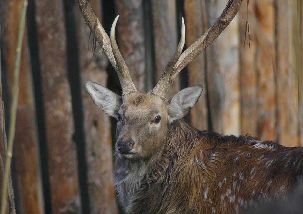 Sika Deer Taxidermy Reference Photo Cd