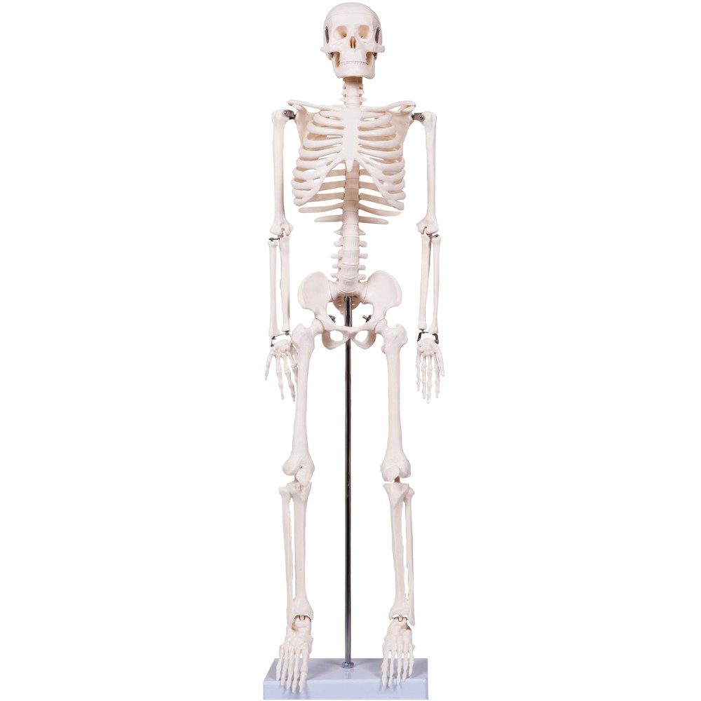 33.4" Human Skeleton Model with Stand, Removable Limbs, Anatomy Study Tool