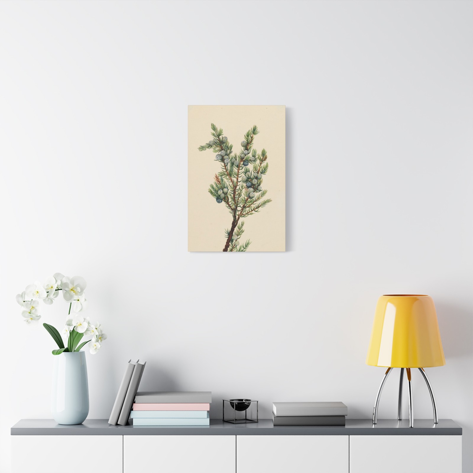 Mary Vaux Walcott - Mountain Juniper (Juniperus sibirica) - Canvas Wall Art