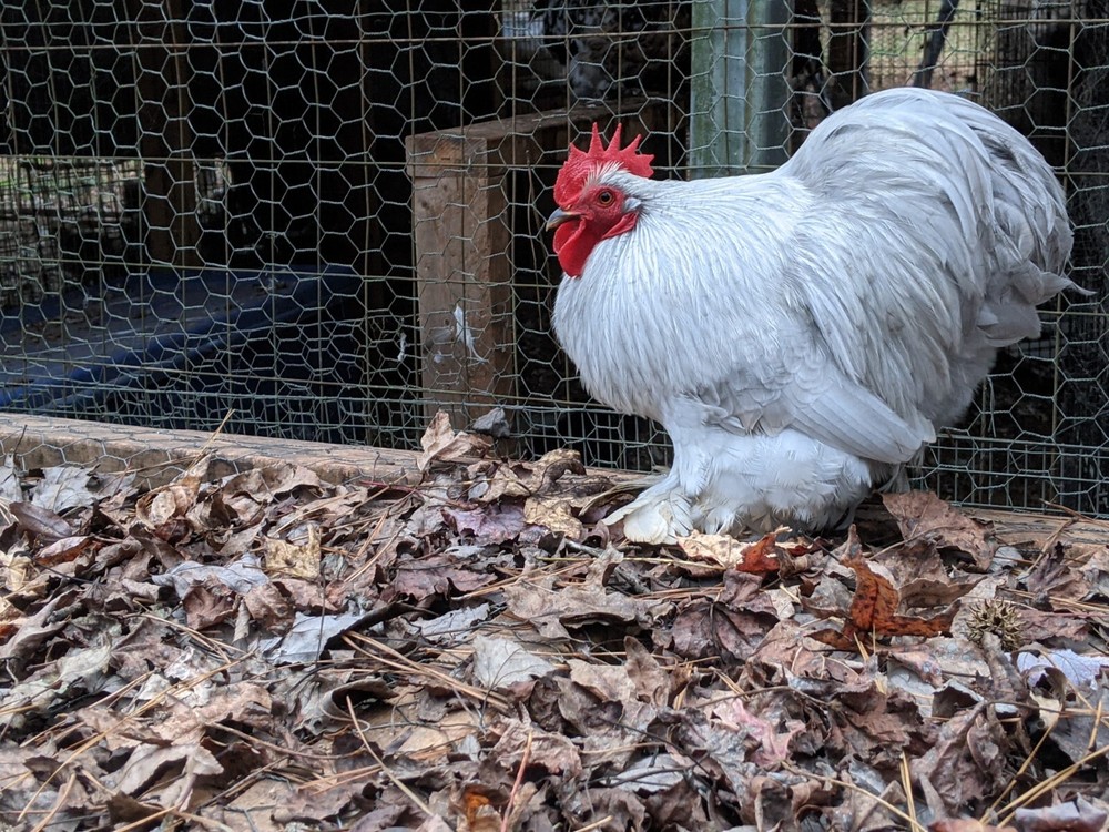 6+ Lavender (Self Blue) Bantam Cochin Hatching Eggs