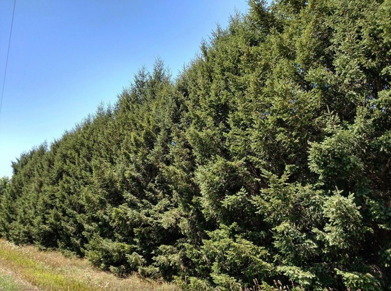 33 NORWAY SPRUCE 22"+ TRANSPLANTS - FRESH DUG - GROWER DIRECT - MID APRIL SHIP