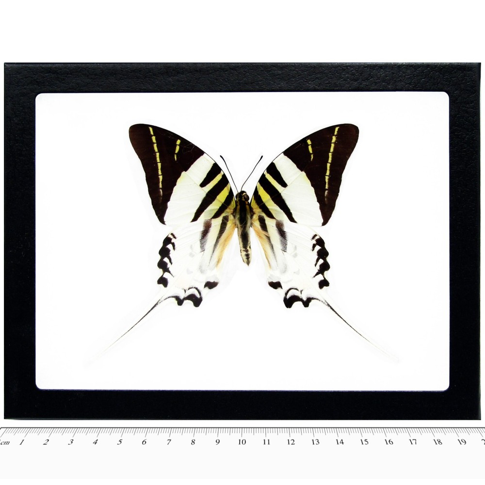Graphium androcles REAL FRAMED BUTTERFLY BLACK WHITE SWORDTAIL 8IN X 6IN FRAME!