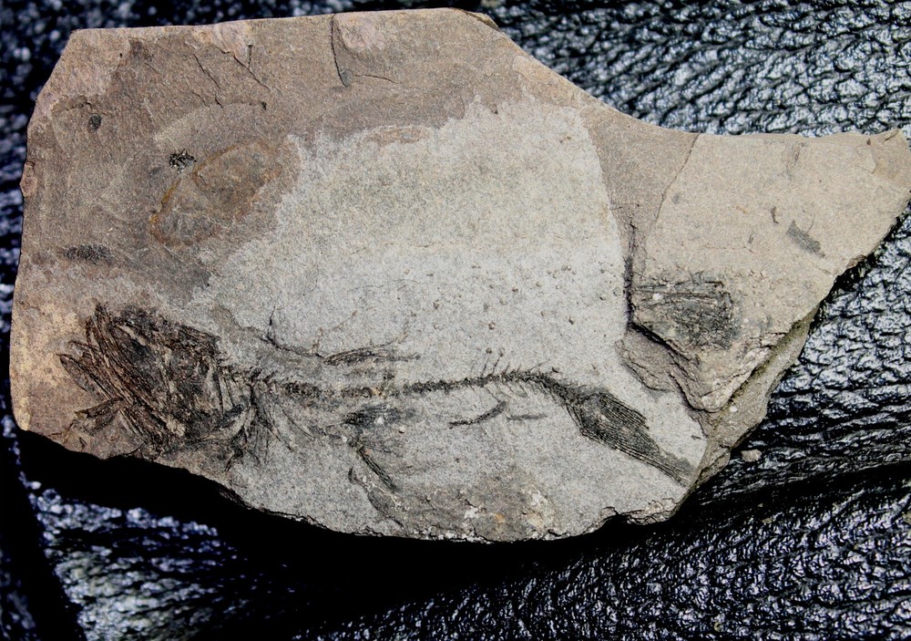 Protomyctophum sp -  Oligocene fossil fish