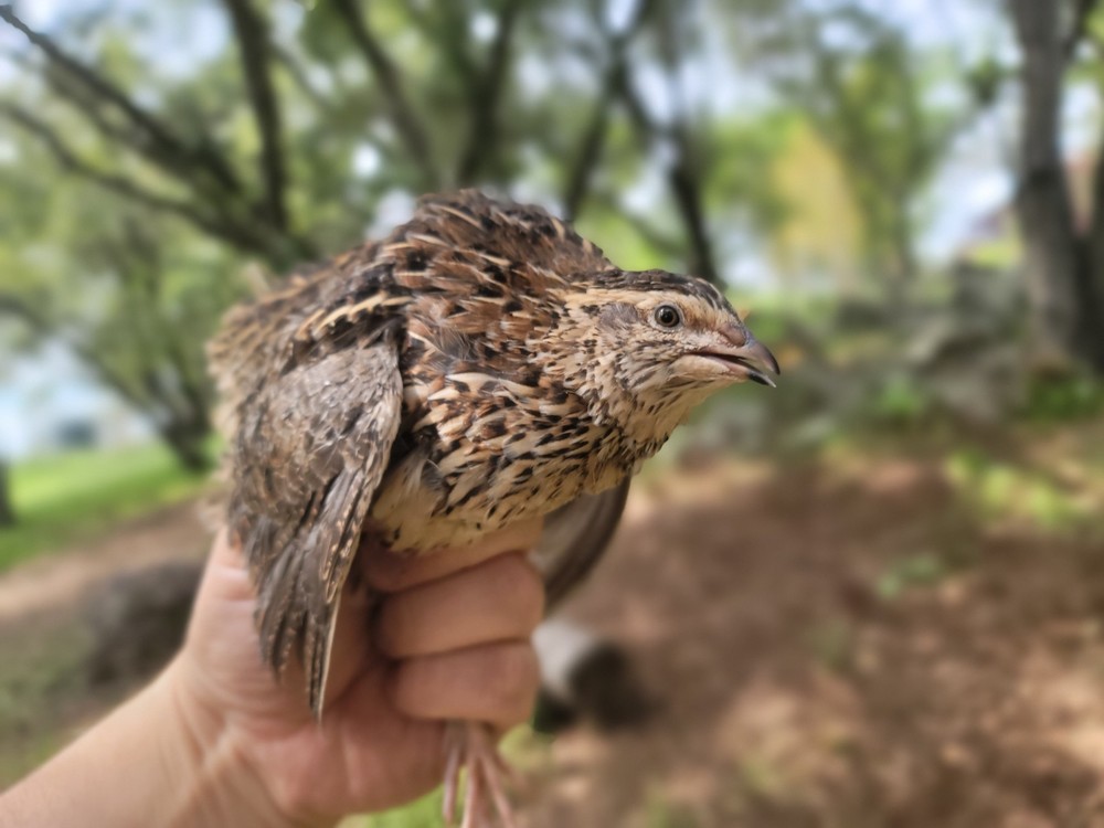 50+ Fertile Coturnix Quail Hatching Eggs