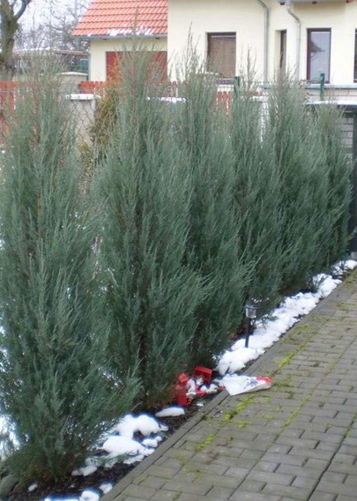 Skyrocket Juniper - Live 2" Pots - Juniperus Scopulorum - Upright Evergreen...