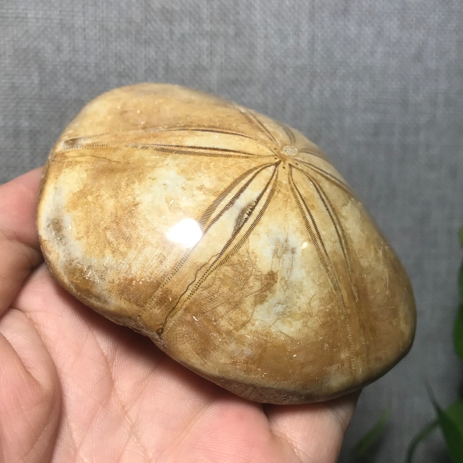 229g Starfish Crystal Specimen 08