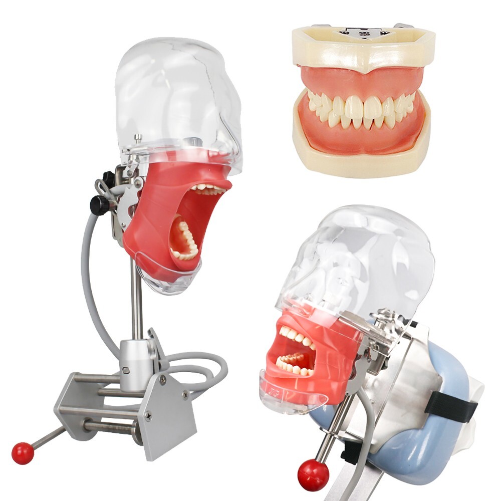 Dental Simulator Mannequin Head Teeth Model Bench-Mounted Training Tooth Mold