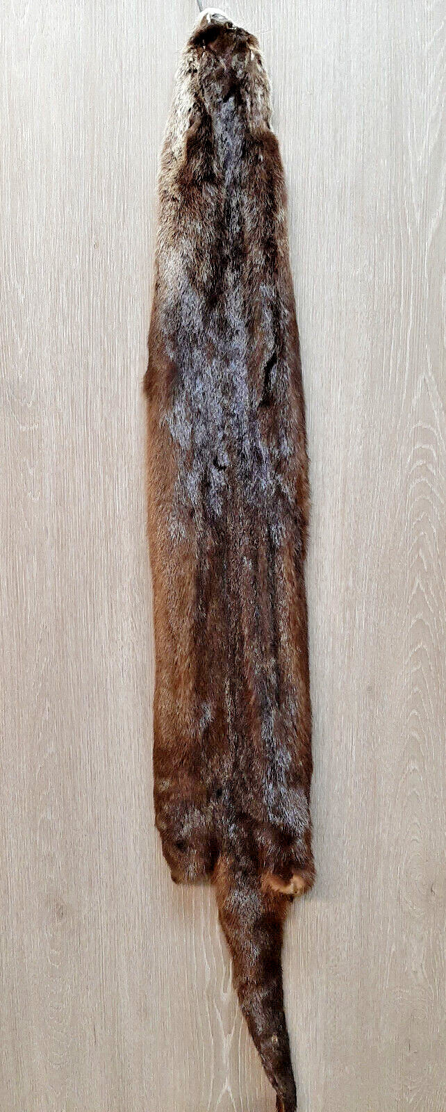 River Otter, Lontra canadensis-Premium Grade