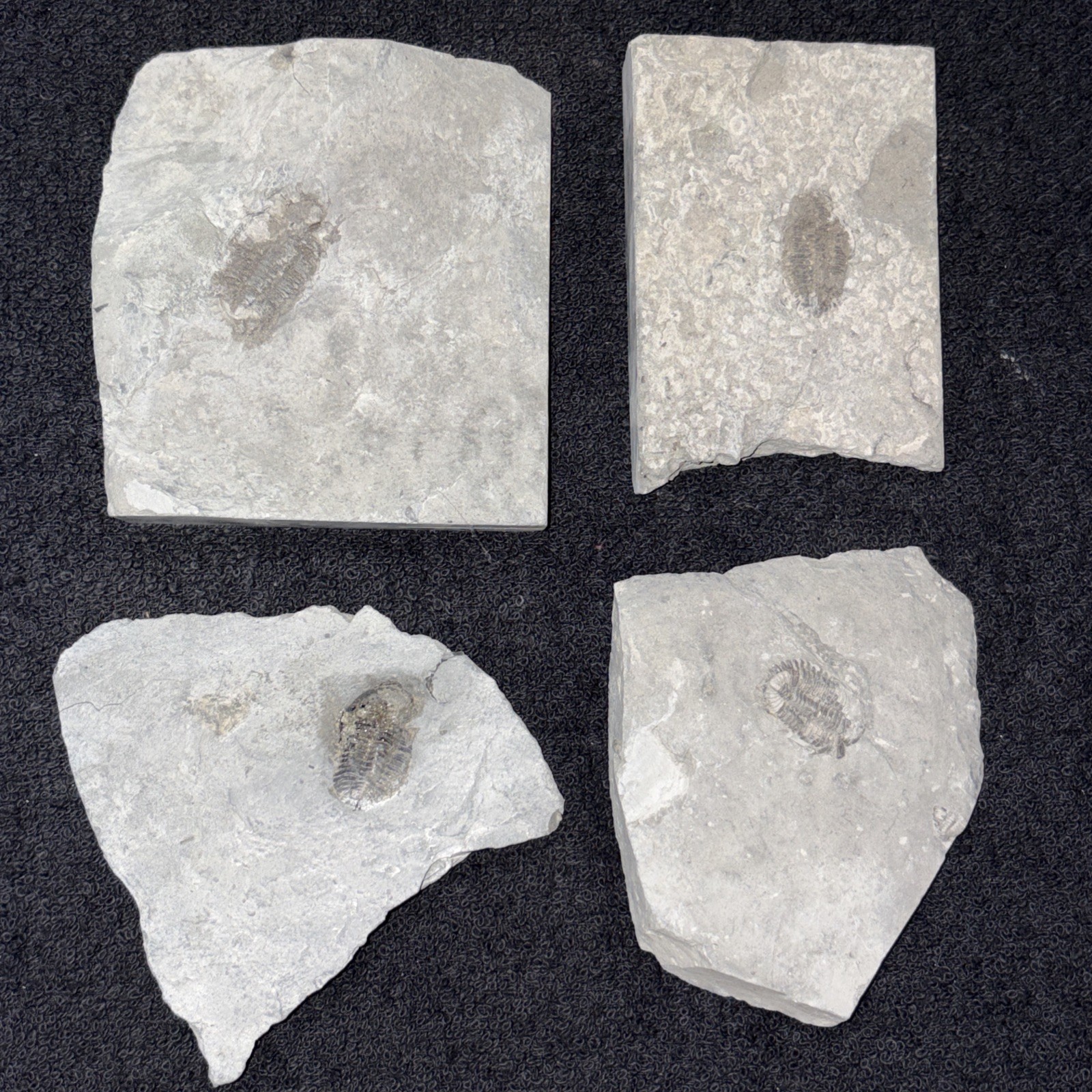 (4) Imperfect Greenops Trilobites Ledyard Shale Devonian NY