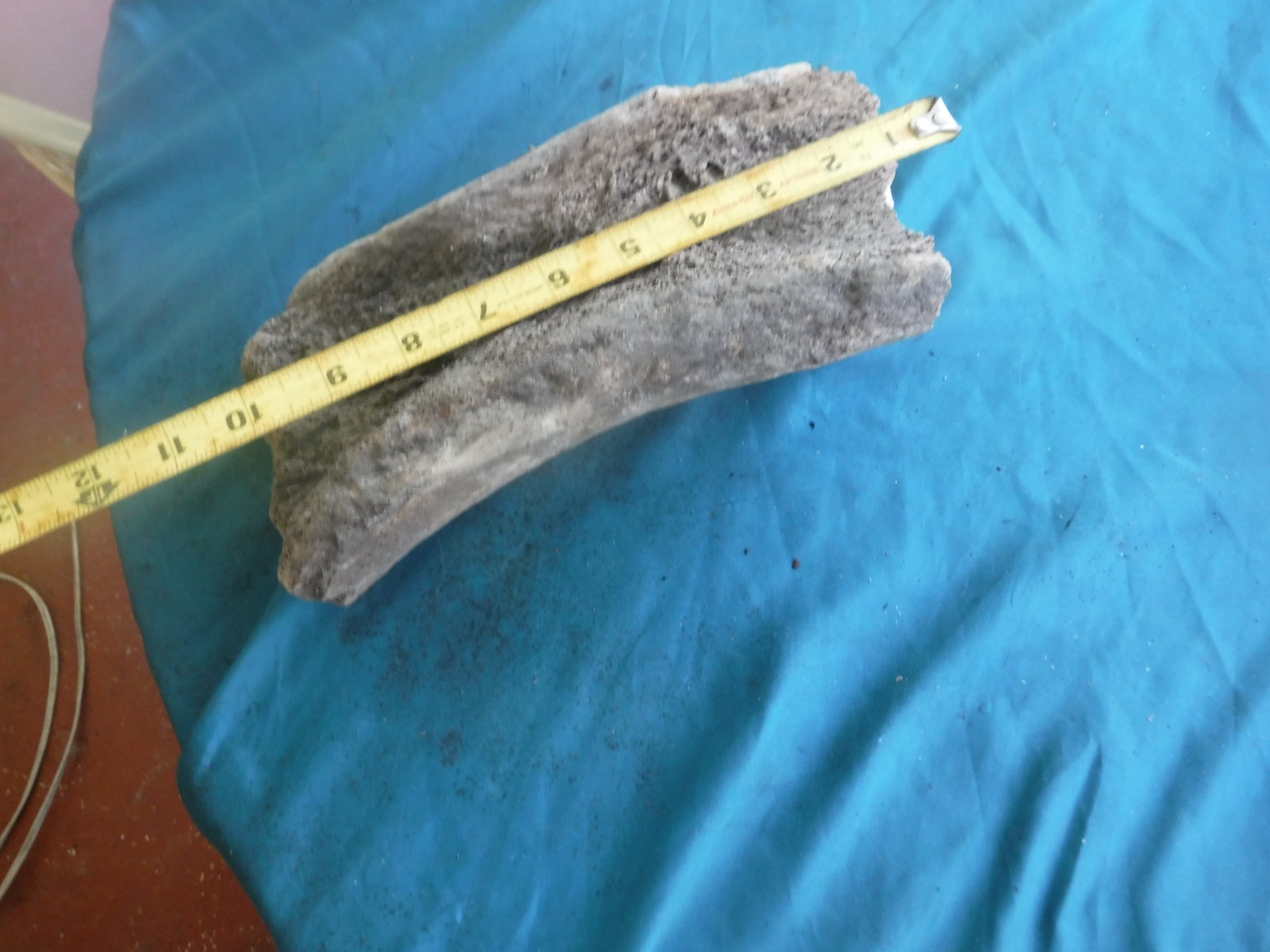 FOSSIL ICE AGE MAMUTH FEMUR BONE SECTION