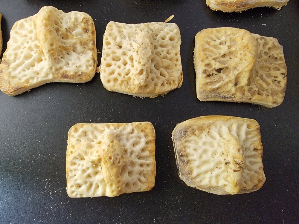 Gator Alligator Back Scute bone bones Bony scutes croc weird Osteoderms