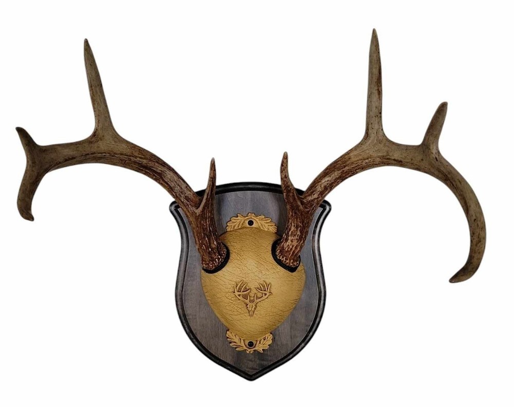 Whitetail Deer Antler Mounting Kit, Solid Wood Plaque, Gray, Includes Hardware