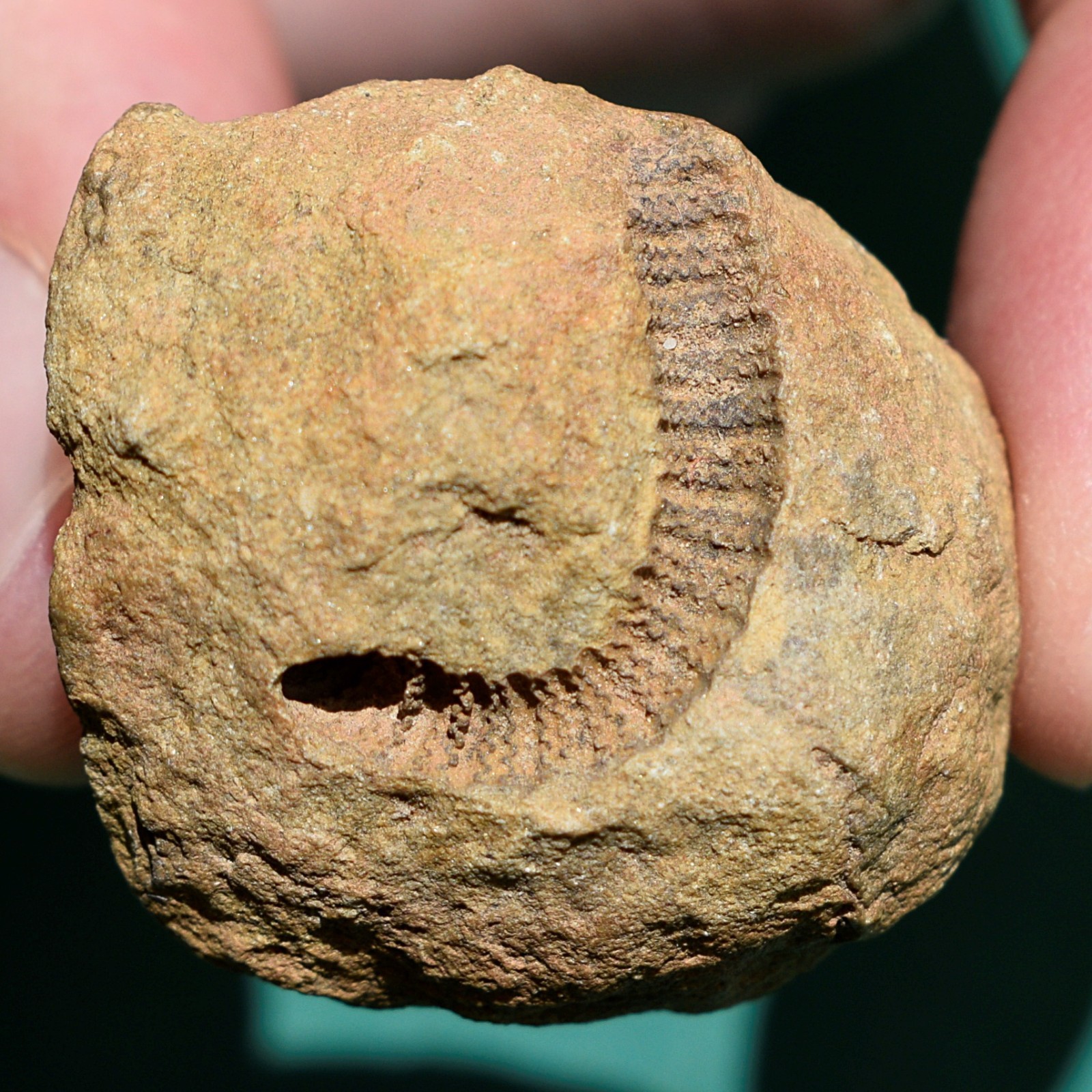 Crinoid, Myelodactylus sp.: Bolivia devonian crinoid fossil