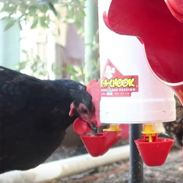 Dine a Chook Chicken Drinker Twin Lubing Cups