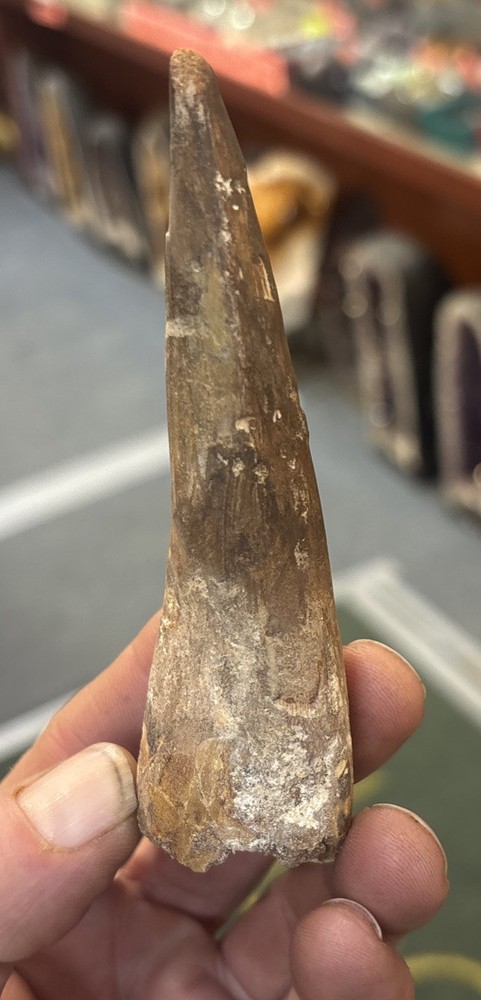 Authentic 4 3/8” Spinosaurus Tooth Fossil