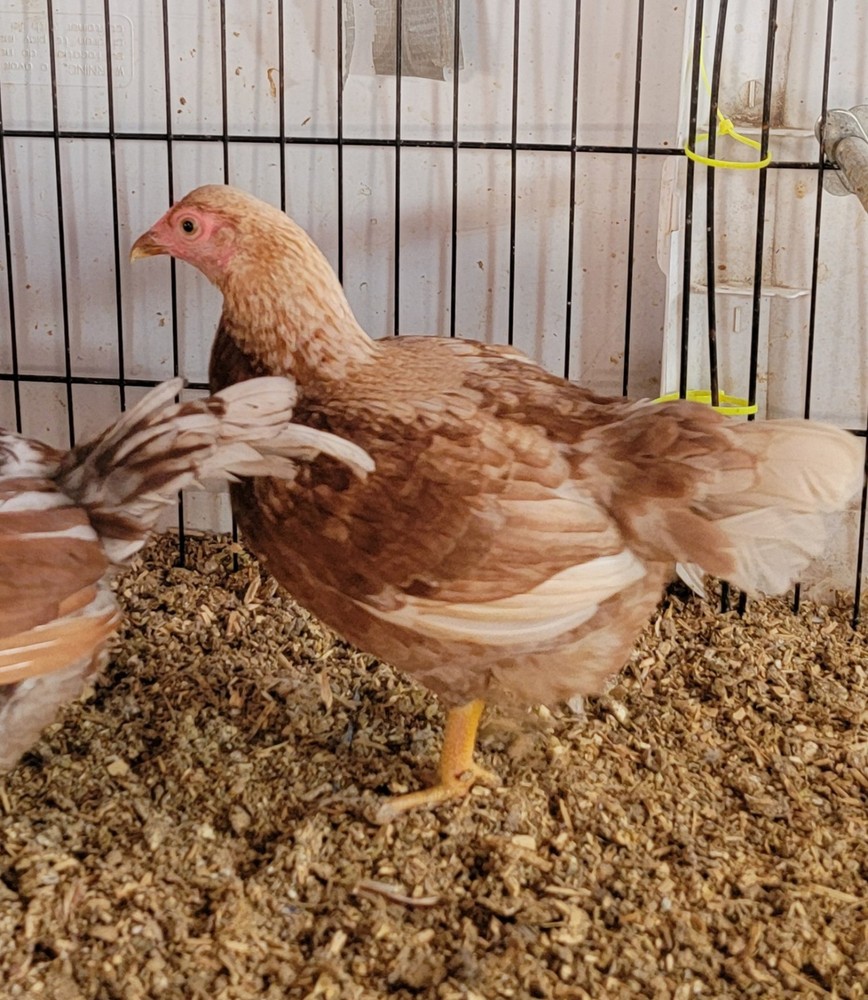 6+ Dark&Light Cornish &Splash Cornish Btm Hatching Eggs