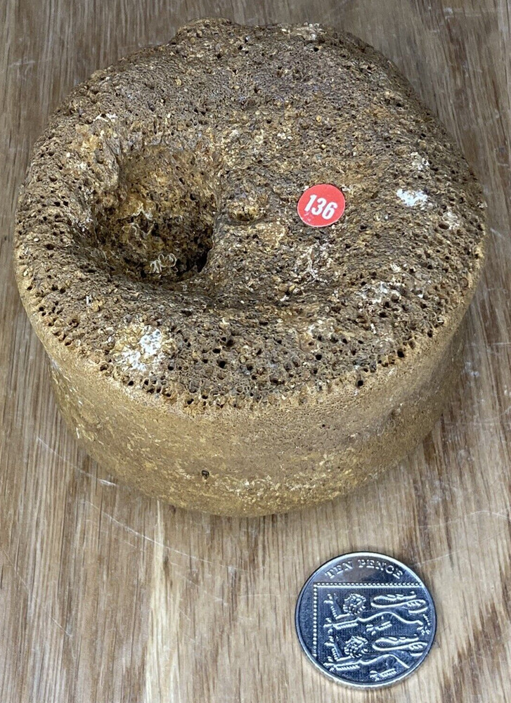 Fossil Specimen, Vertebrae, Lower Cretaceous, Berkshire, 85mm