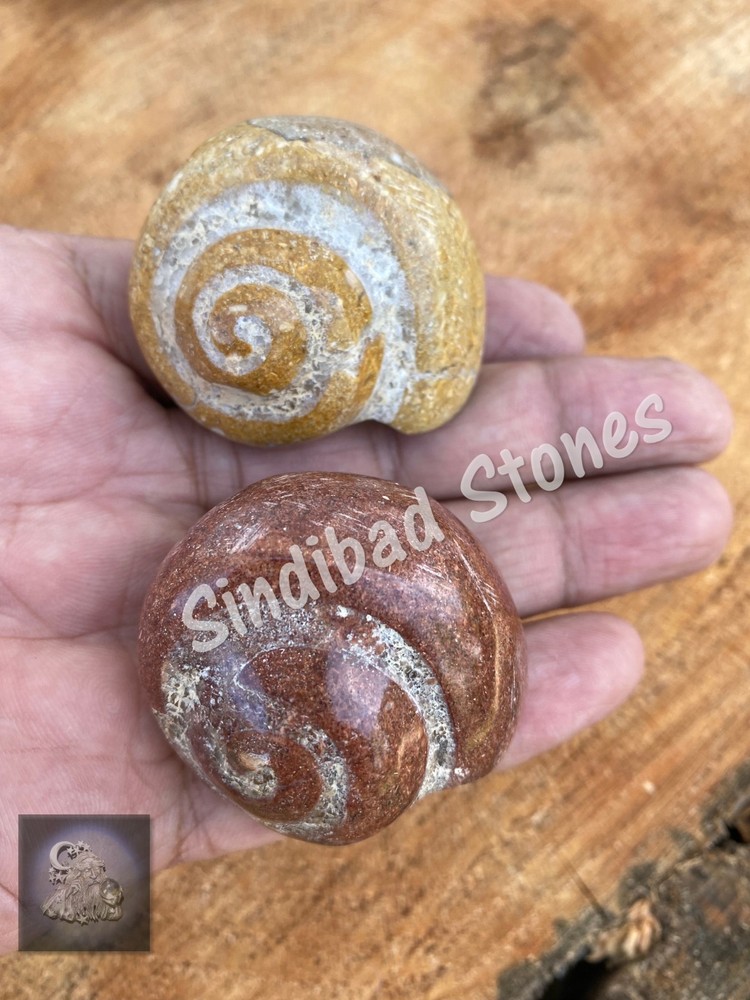 Al Atf Stone, Big Atf - عطف نادر- حجر عطف كبير الحجم رباني - حجر عطف بحري