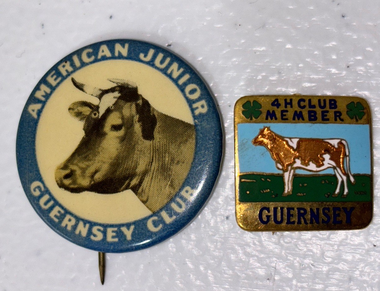 Vtg American Junior Guernsey Club + 4H Club Cow Pin Badge