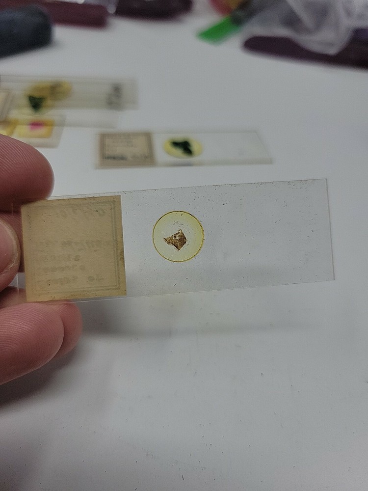 Vintage Microscope Slide 1940
