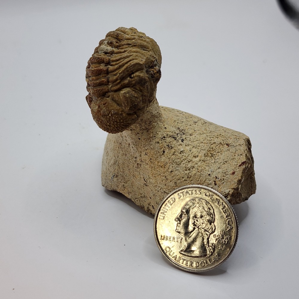 Caramel colored Trilobite