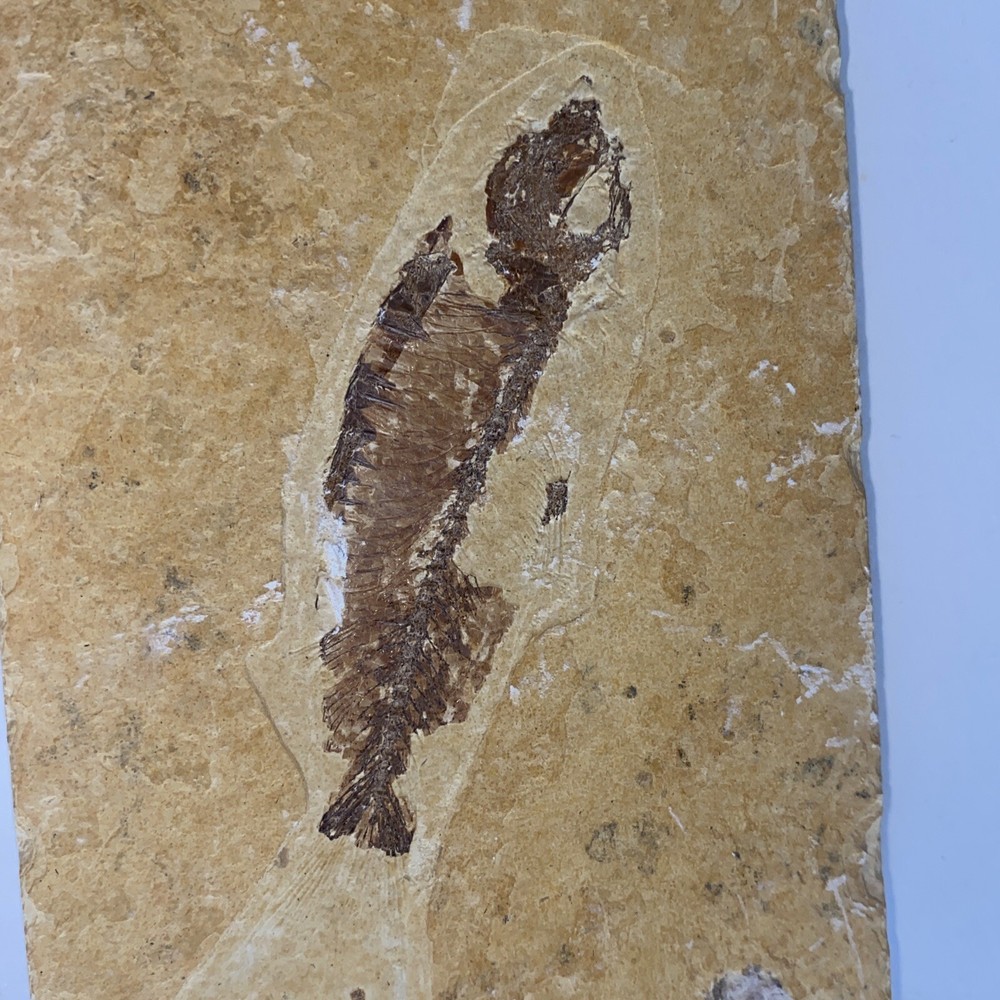 Fossil Fish Knightia (Wyoming)