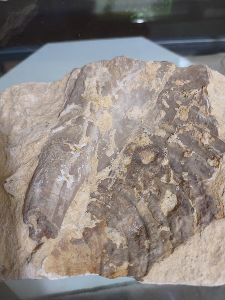 Unknown Fossil. Clam Shell And Bone?