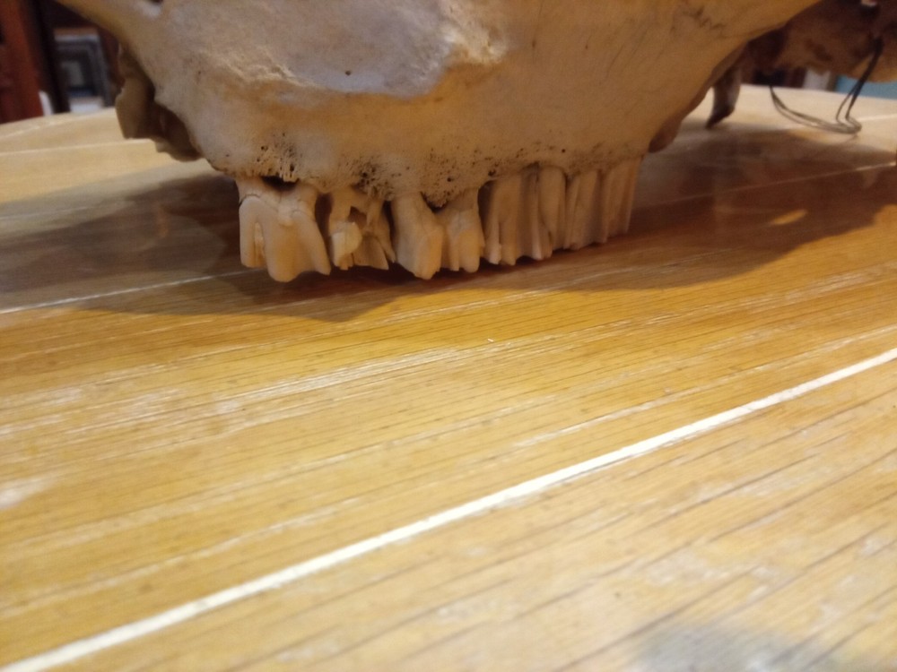 Charles E. Palmer Signed and Painted Bison Skull