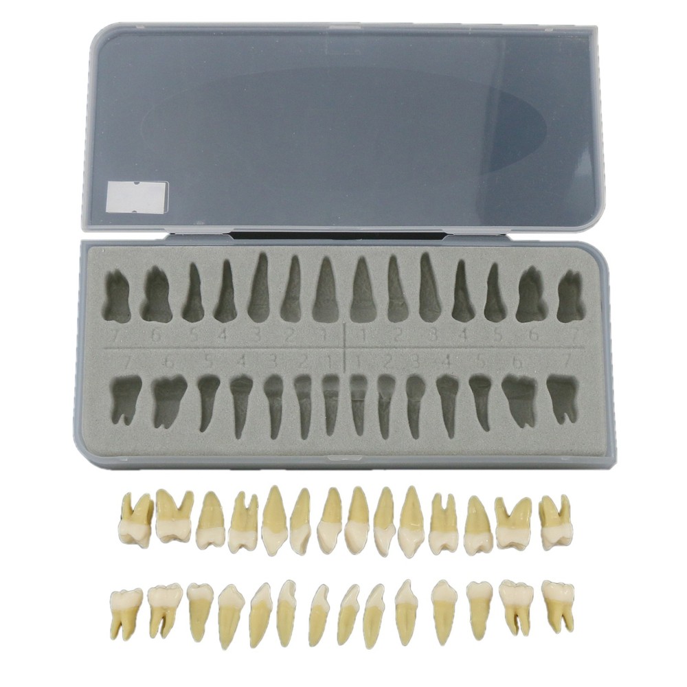 M7021 Standard Replacement Teeth 28Pcs Training Demonstration Study Teeth