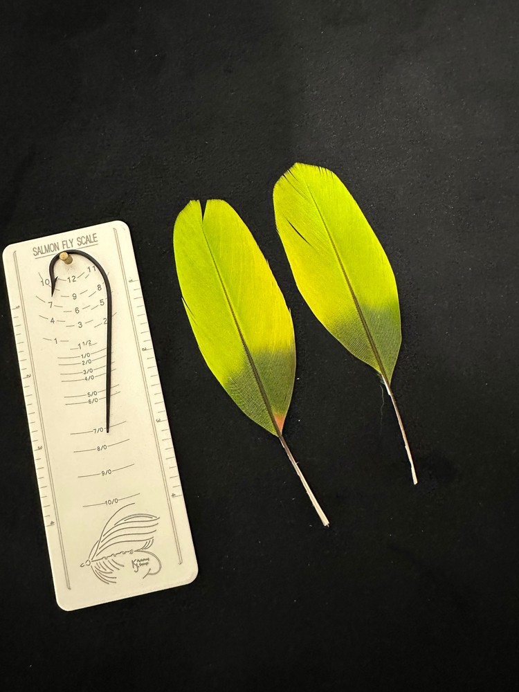 Parrot feathers for Salmon  flies 2-23