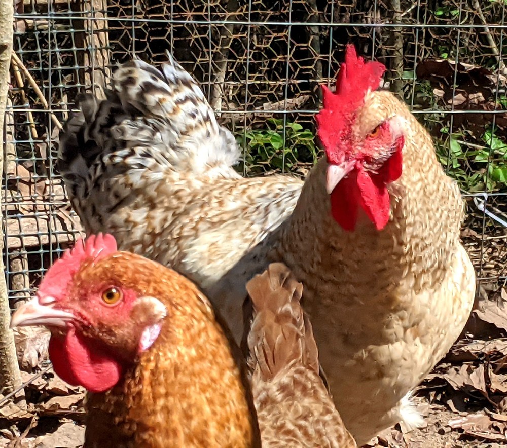Lemon Cuckoo Niederrheiner  10+ Hatching Eggs