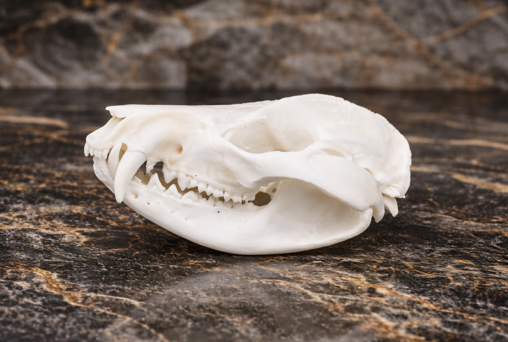 Life-Size Opossum Skull Replica - Anatomical Model