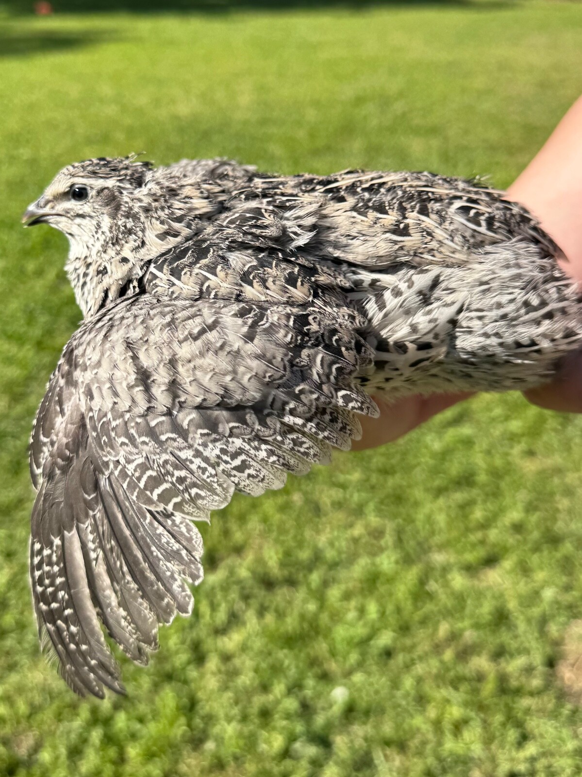 30+ RARE COLORS Coturnix Quail Hatching Eggs NPIP AI Free