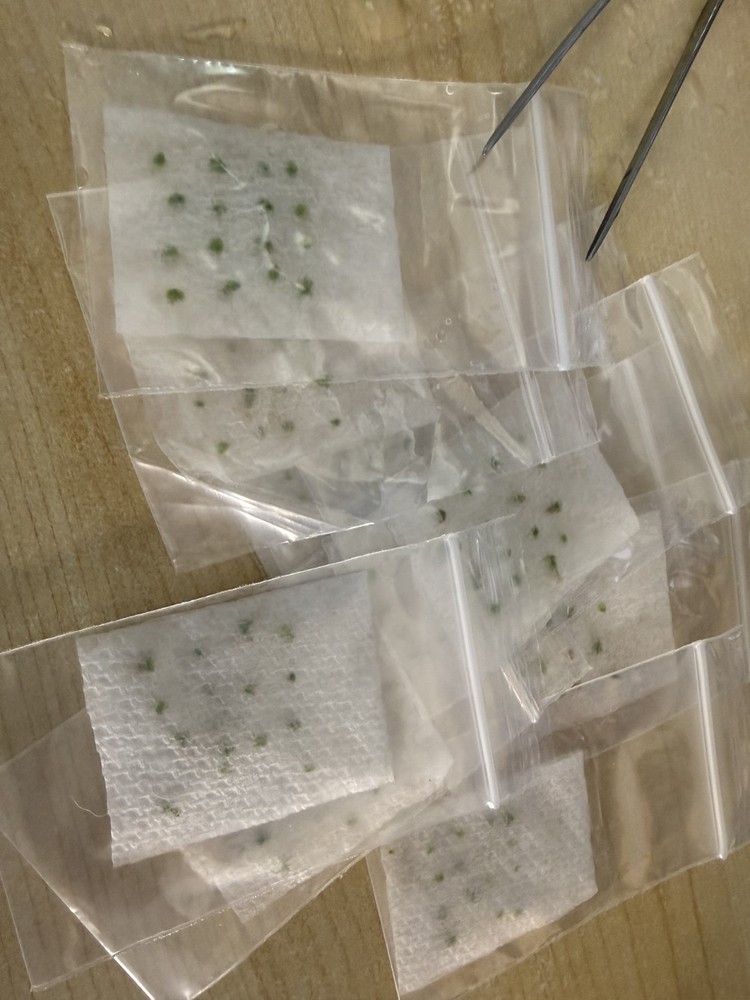 Drosera Scorpiode Gemmae