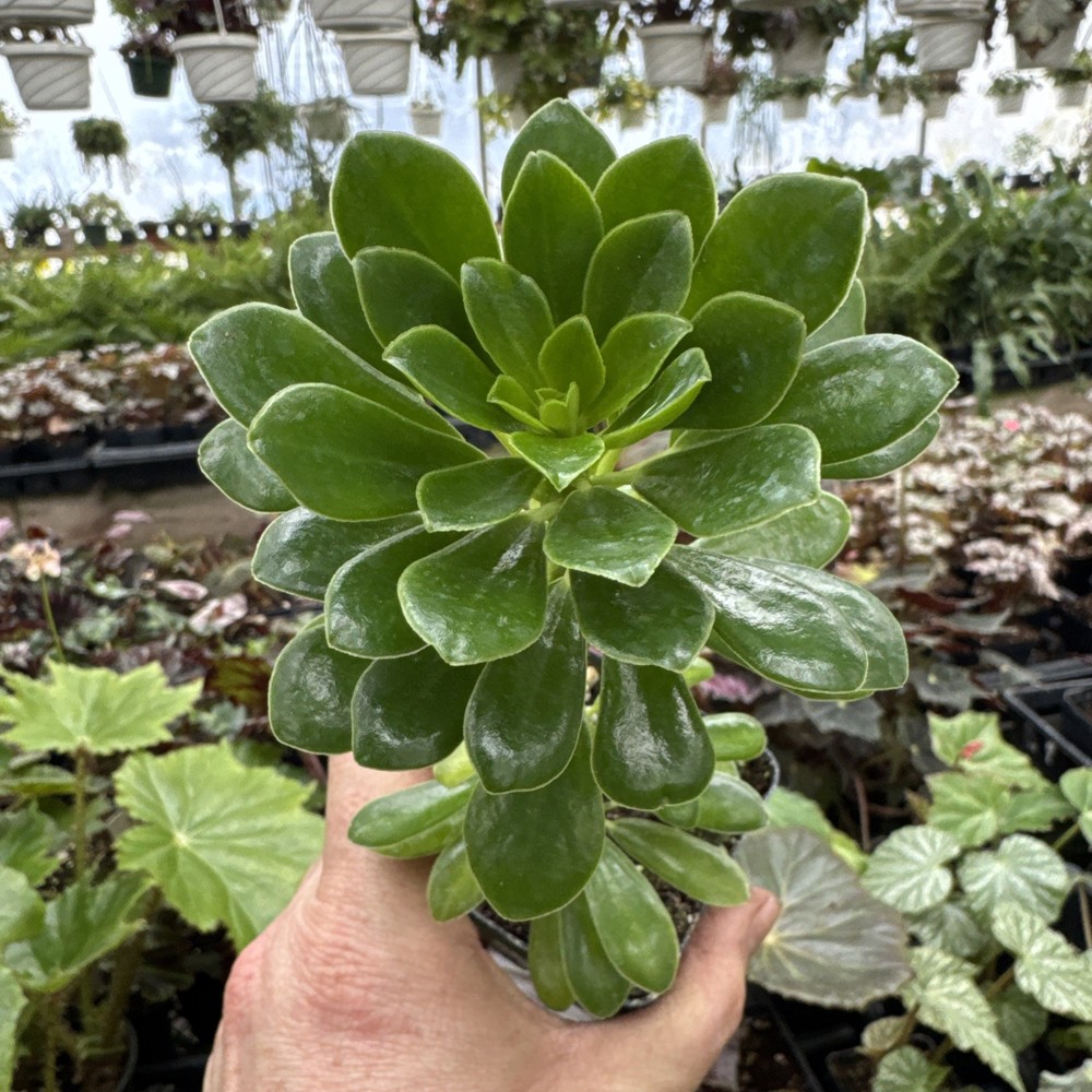 Peperomia andrei - Rare!