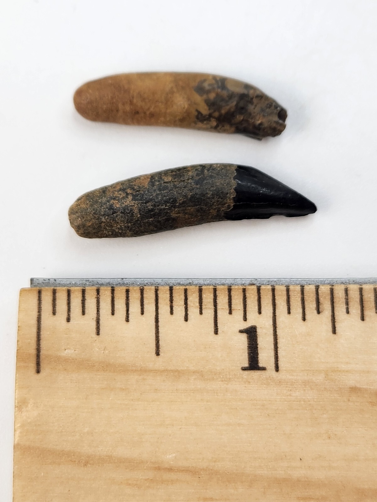 Raccoon Rooted Upper Canine Tooth Fossil - Florida Pleistocene - 1 Per Purchase