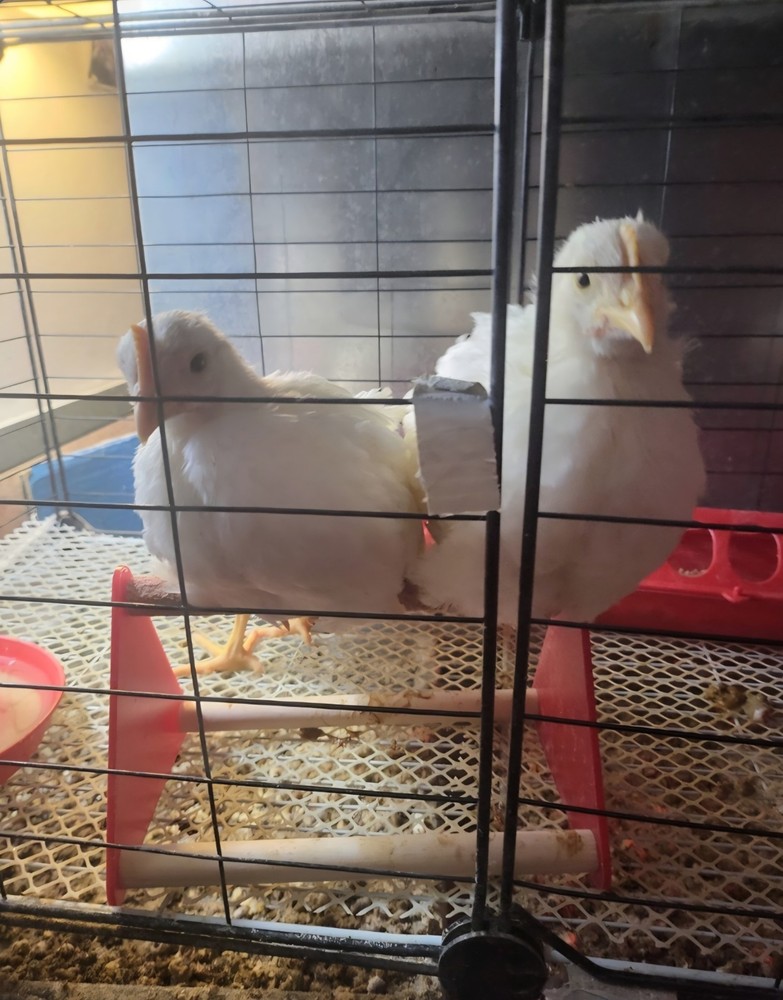 10+ Purebred White Leghorn Chicken Hatching Eggs