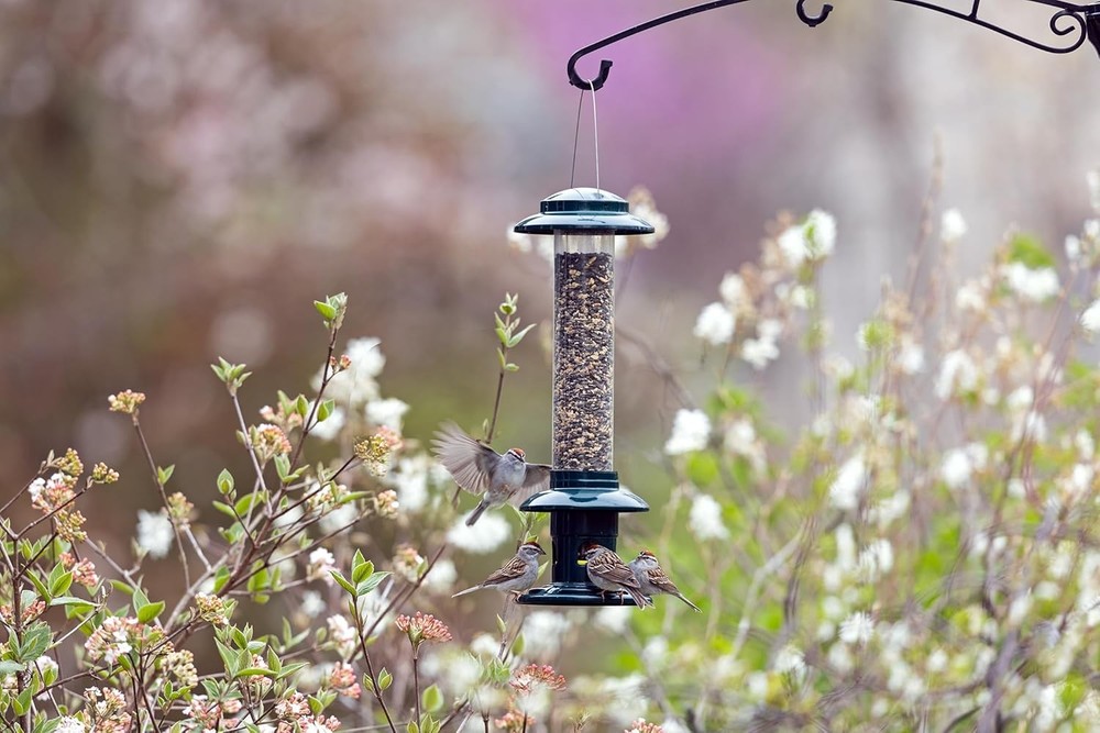 Squirrel Buster Evolution Truly Squirrel-Proof Bird Feeder Double Cardinal Ring