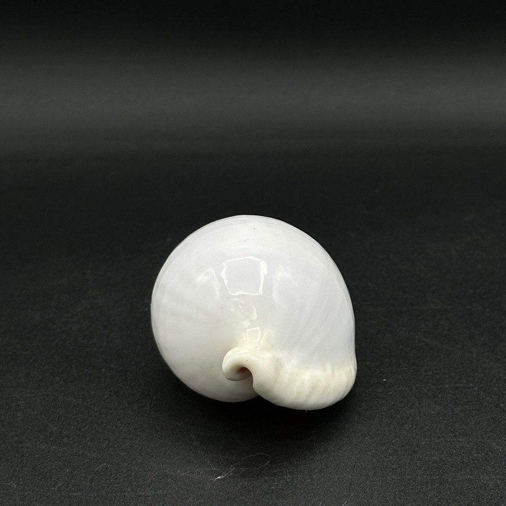 Pretty White Seashell 3 Inches Burnt Orange Inside